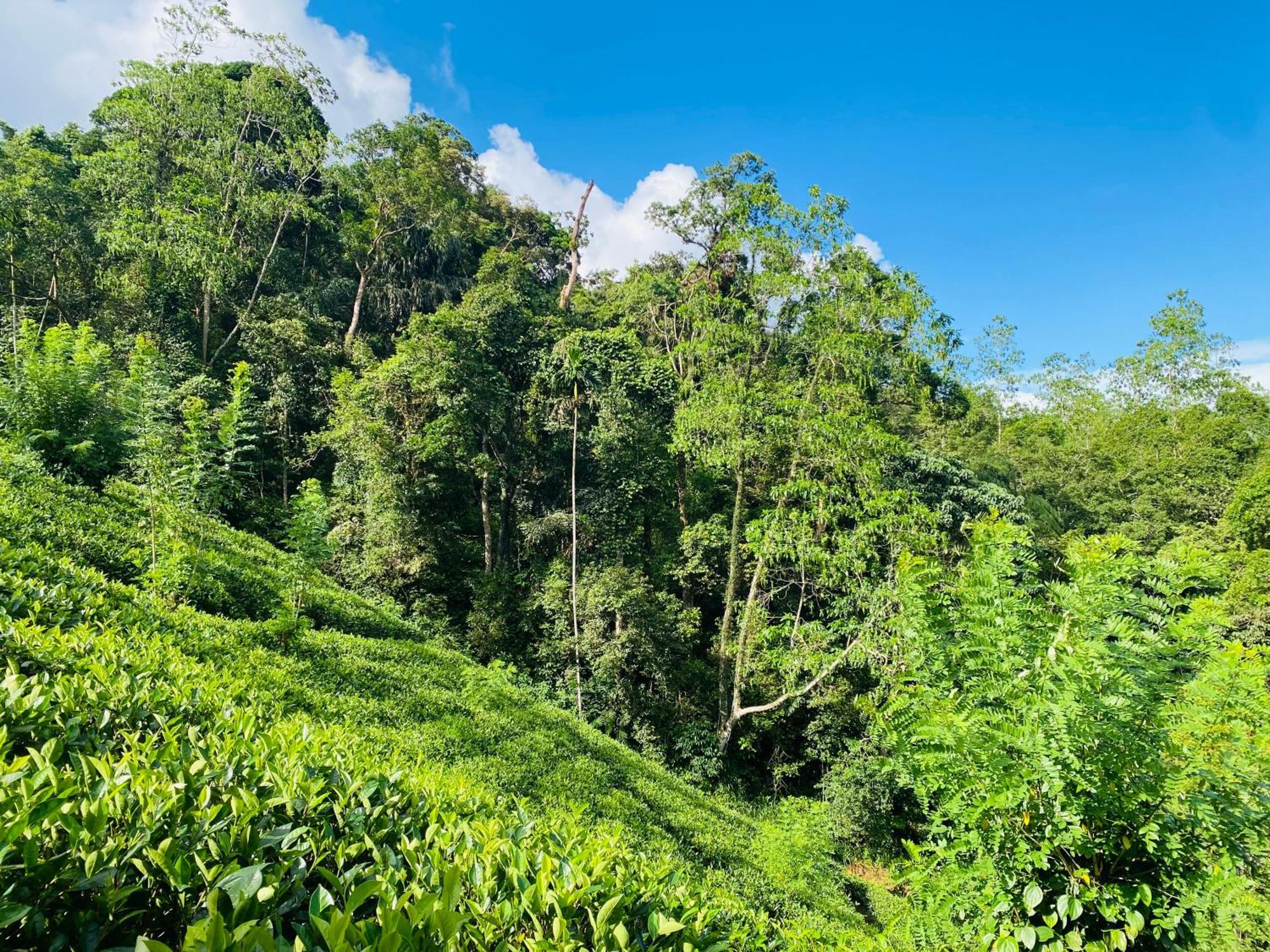 Rainforest Mount Lodge Денияя Екстериор снимка