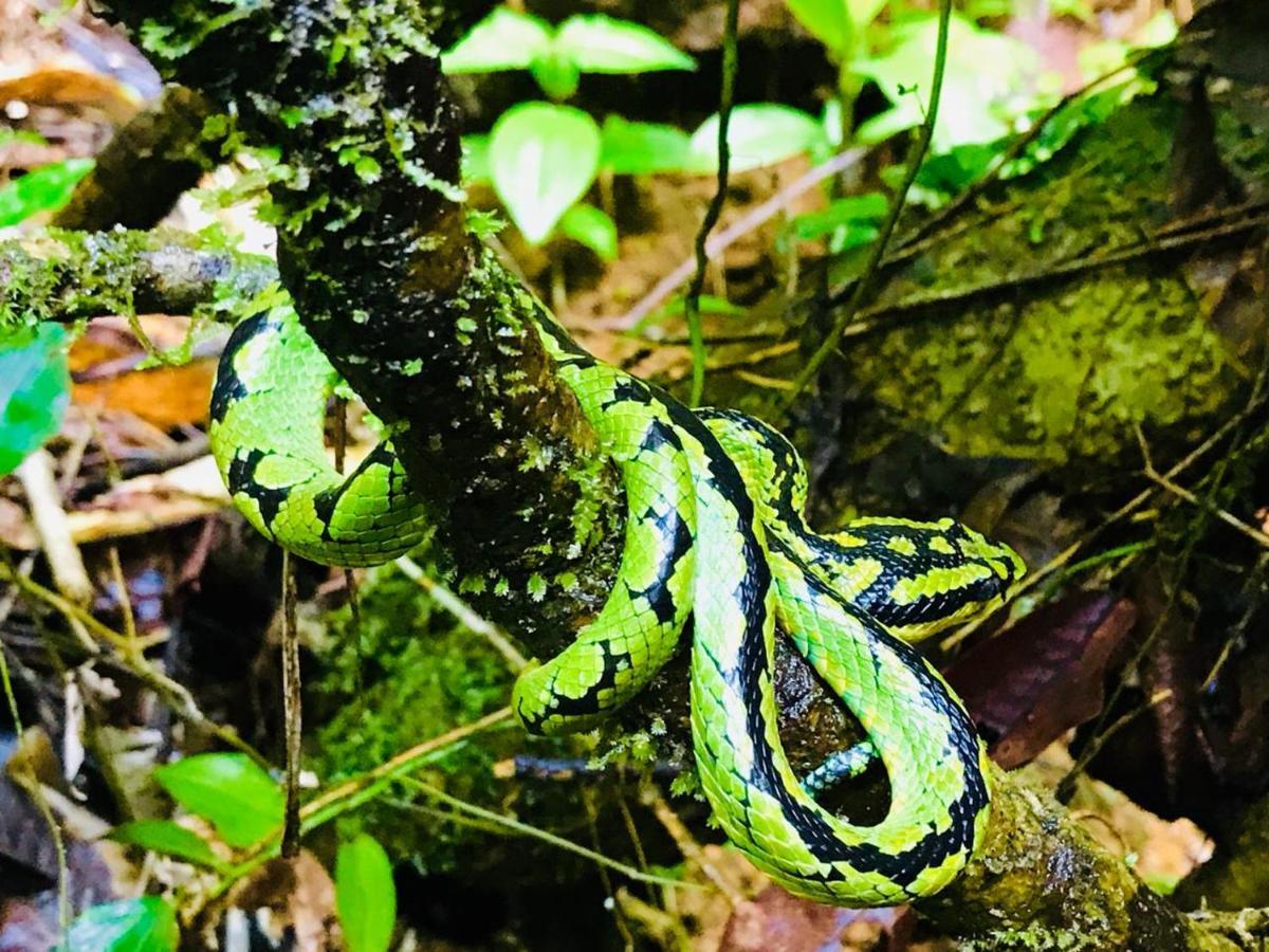 Rainforest Mount Lodge Денияя Екстериор снимка